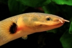 Calabarul kalamoicht (erpetoichthys calabaricus)