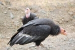 Condor din california