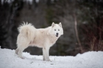 Câine eschimos canadian