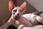 Canadian sphynx: caracteristici de îngrijire și întreținere