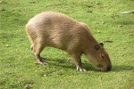 Capybara acasă: fapte interesante, ce fel de animal