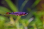 Pește cardinal de acvariu (tanichthys alboneubes)