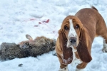 Un pitic din familia de câini originari din franța - totul despre basset hound