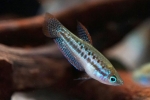 Gourami pitic (trichopsis pumila)