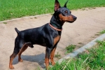 Pinscher miniatura (pinscher miniatura)