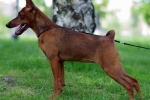 Pinscher miniatura sau pinscher miniatura