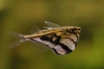 Marmură carnegiella (carnegiella strigata)