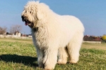 Komondor sau ciobanesc maghiar