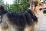 Corgi fluffy: o nouă rasă sau căsătorie de rasă?