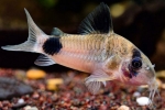 Panda de coridor (corydoras panda)