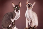 Cornish rex (ing. Cornish rex)