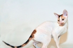 Cornish rex: descrierea rasei și caracterului pisicilor