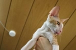 Cornish rex: descrierea rasei, îngrijire și întreținere