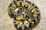 Piton regal (python regius)